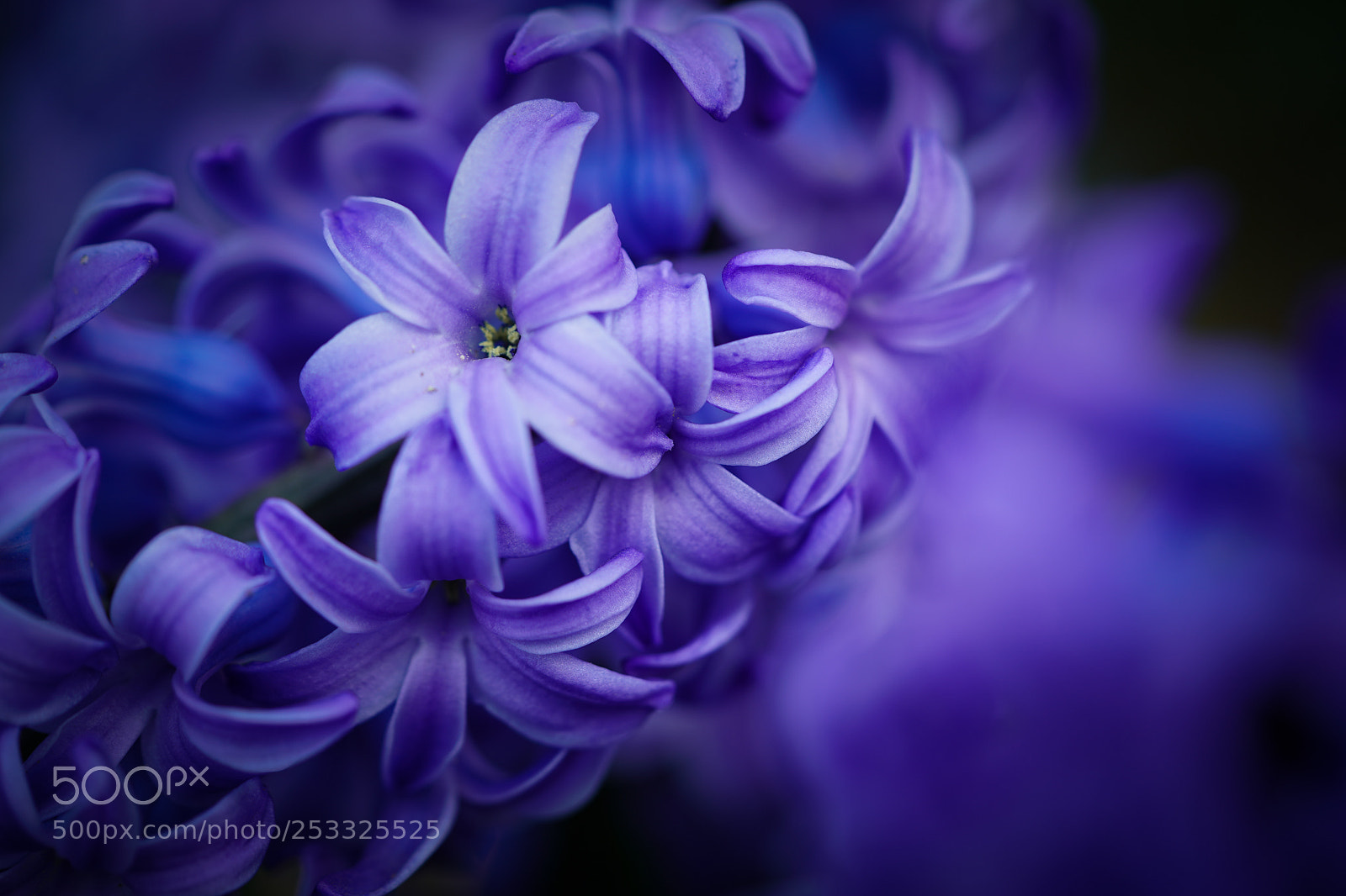 Sony a7 III sample photo. Hyacinth photography