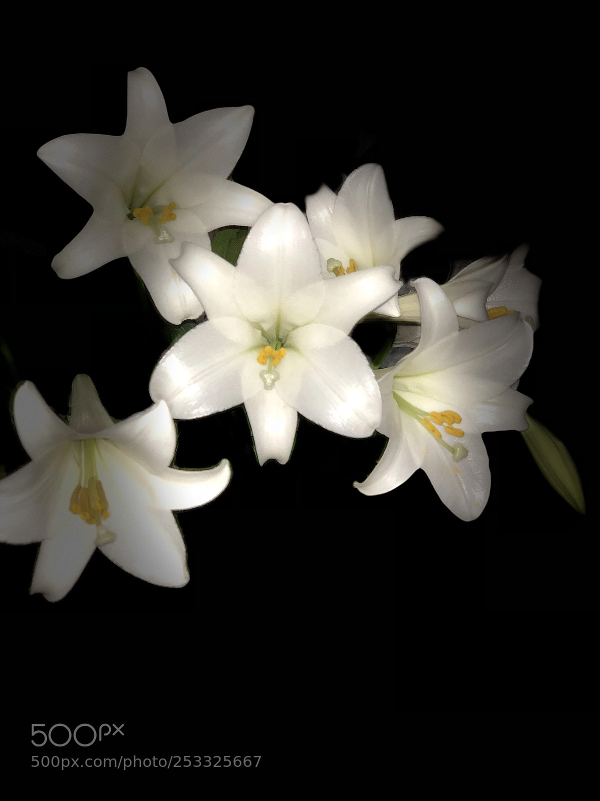 Apple iPhone X sample photo. April madonna lily, hanoi photography