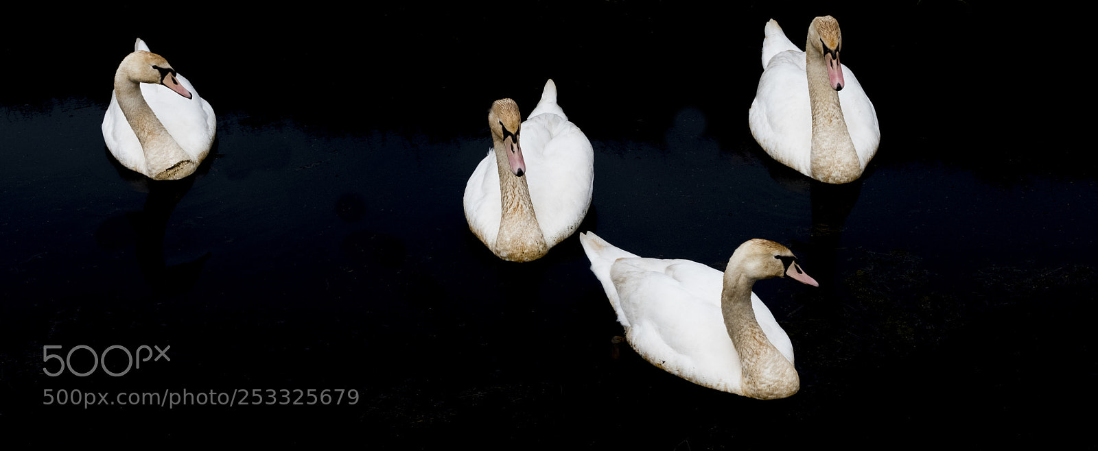 Fujifilm X-T2 sample photo. Swan quartet photography