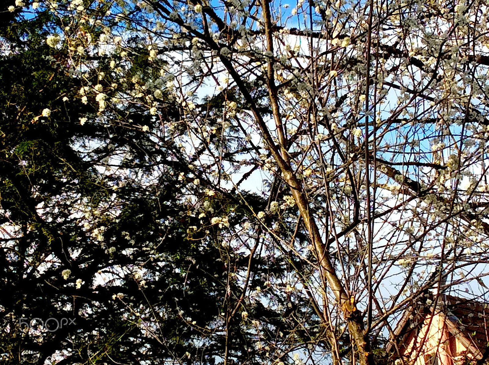 Apple iPad Air sample photo. April, april photography