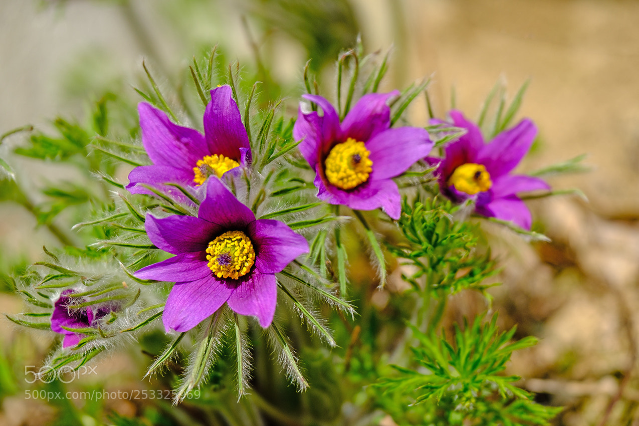 Fujifilm X-T2 sample photo. Frühlingsblumen photography