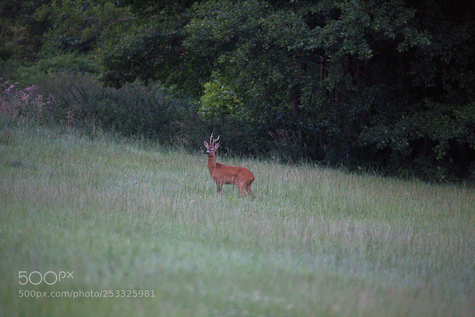 Canon EOS 6D sample photo. Roe deer in late photography
