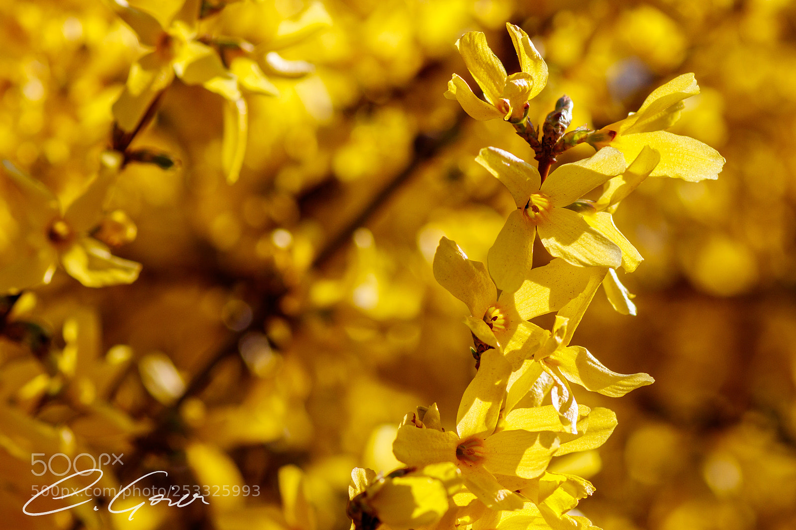 Canon EOS 77D (EOS 9000D / EOS 770D) sample photo. Yellow tide photography