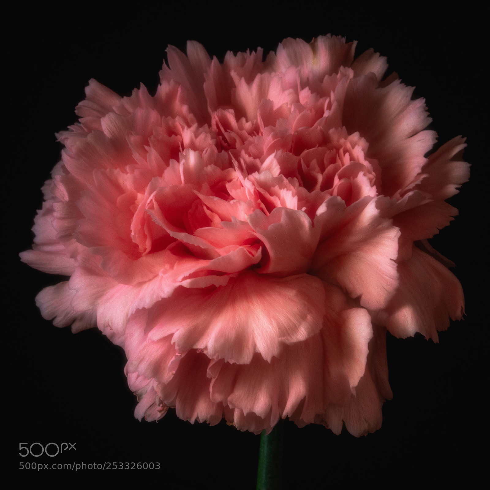 Sony a7R II sample photo. Dianthus photography