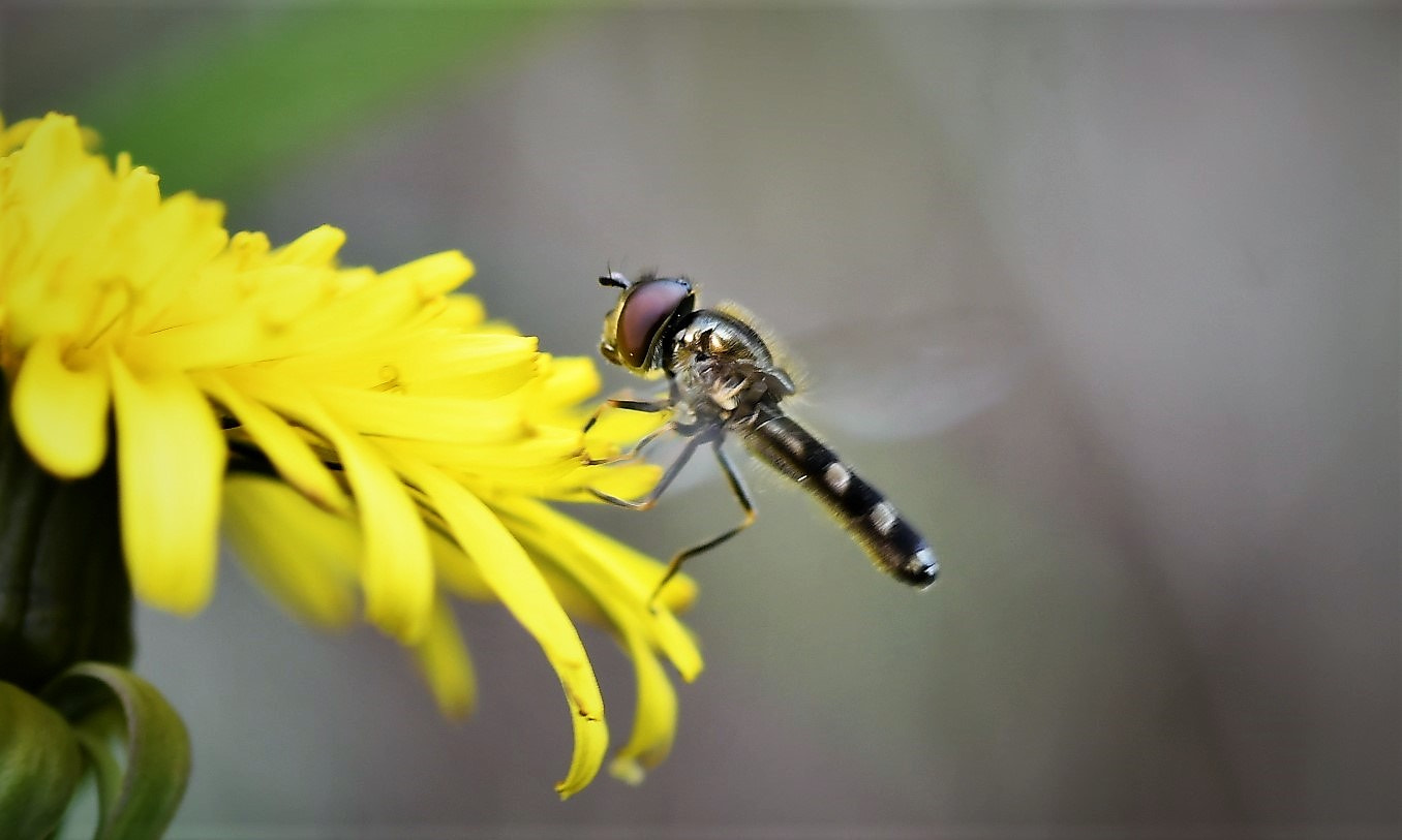 Nikon D500 sample photo. Insecte photography