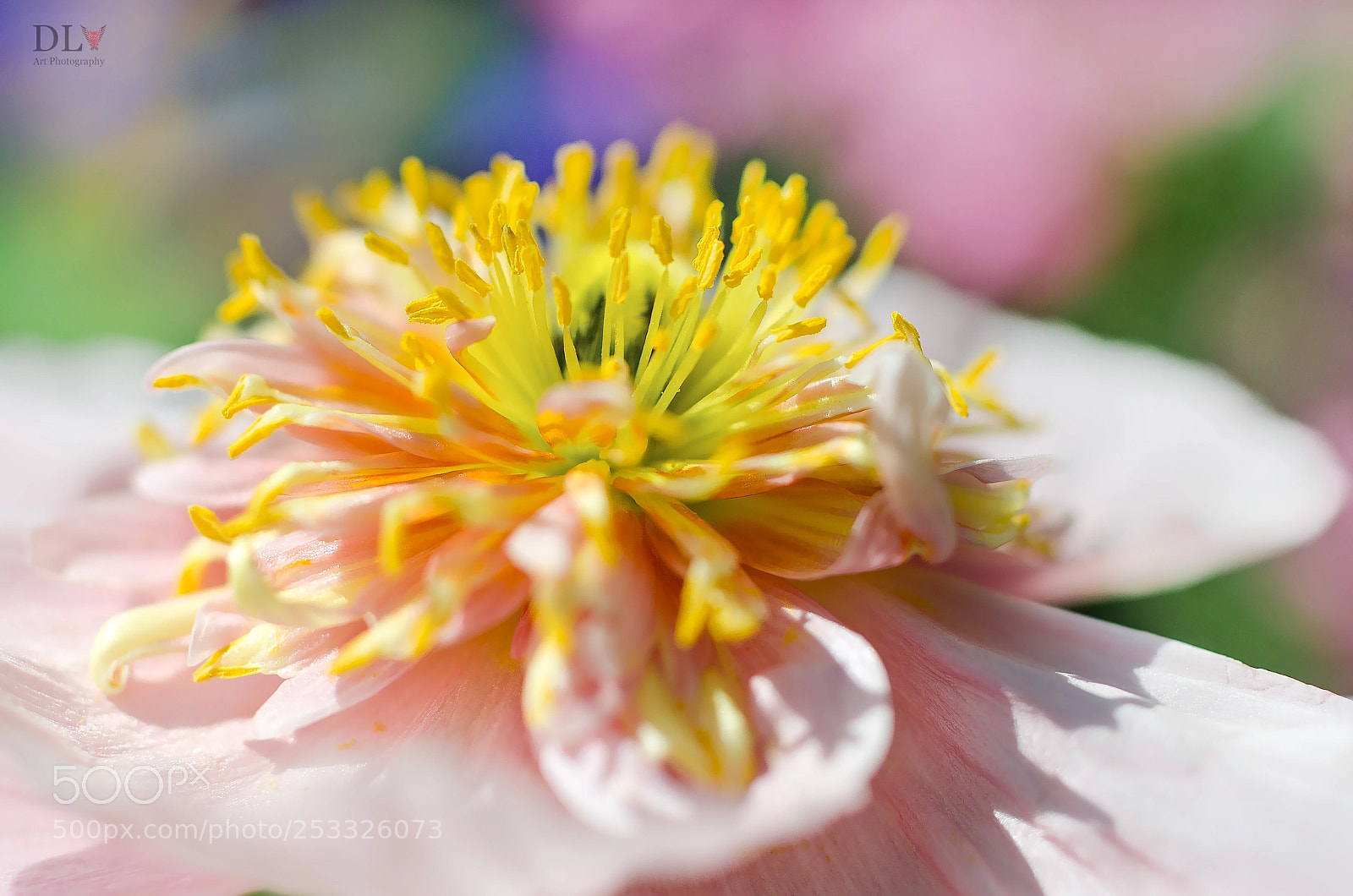 Nikon D7000 sample photo. Color color love photography