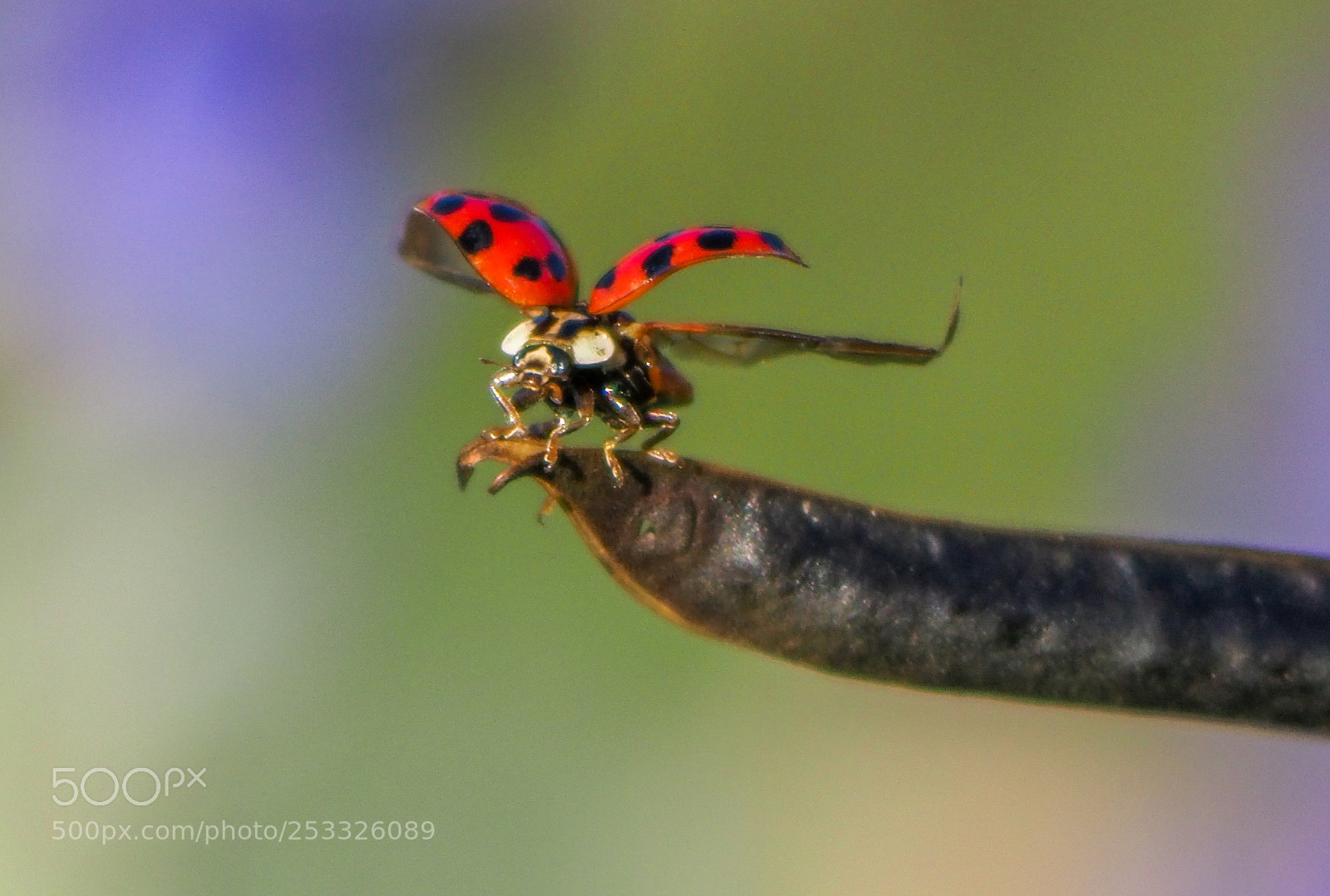 Olympus OM-D E-M1 Mark II sample photo. Ladybug on the pea photography
