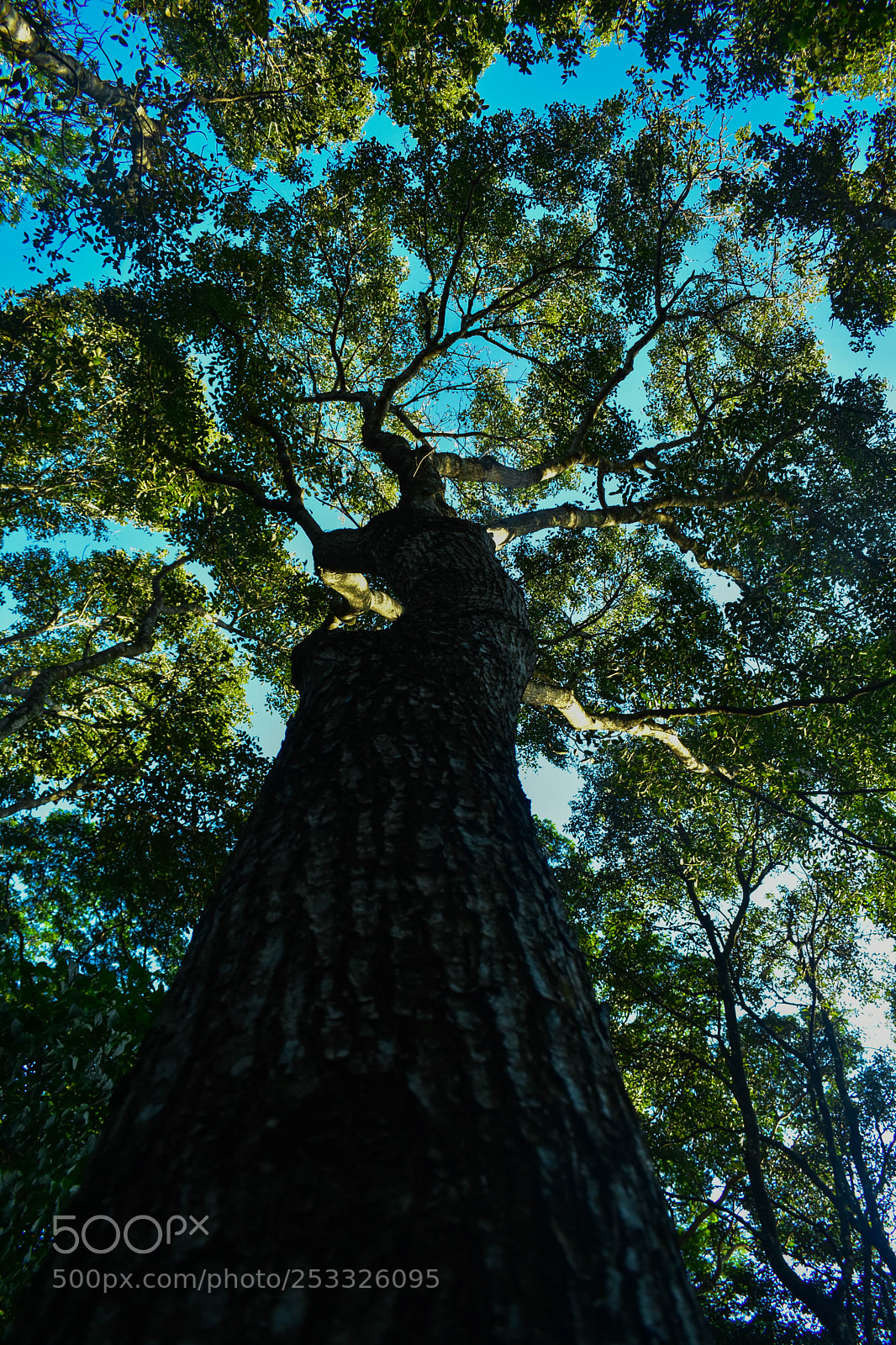 Nikon D3400 sample photo. Big tree photography