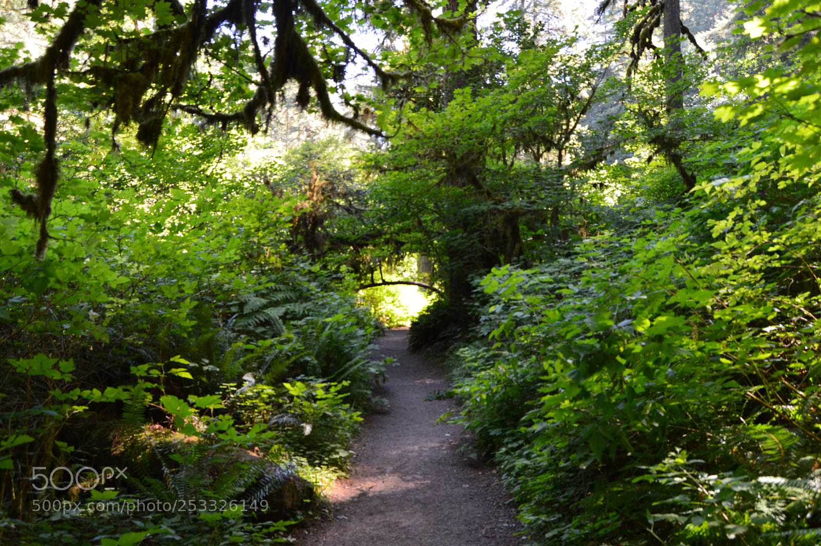 Nikon D3200 sample photo. Chasing silver falls photography