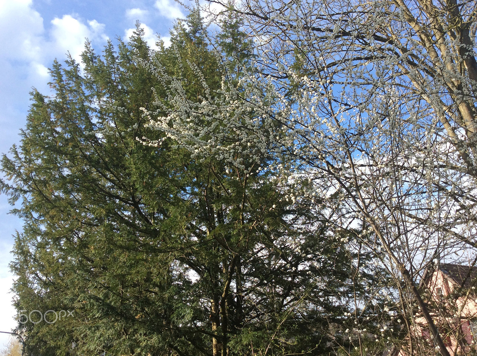 Apple iPad Air sample photo. April, april photography