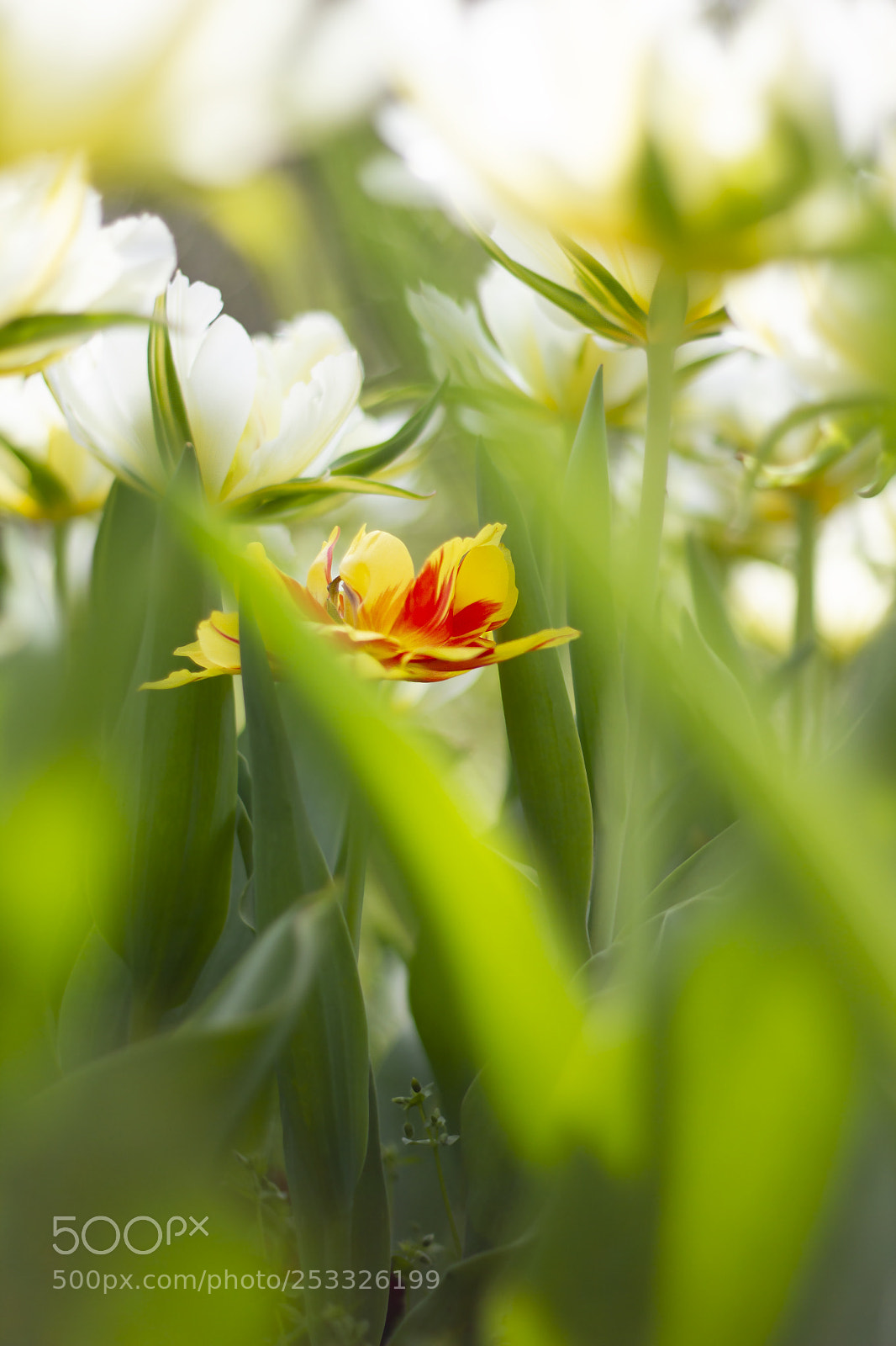 Canon EOS 7D sample photo. A flower's appeal photography