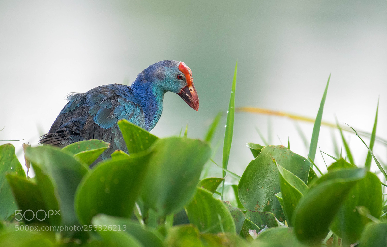 Nikon D5300 sample photo. Purple swamphen photography