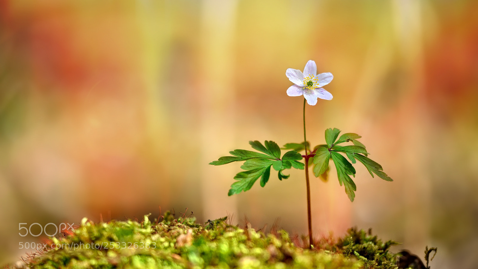 Nikon D800E sample photo. Shining spring photography