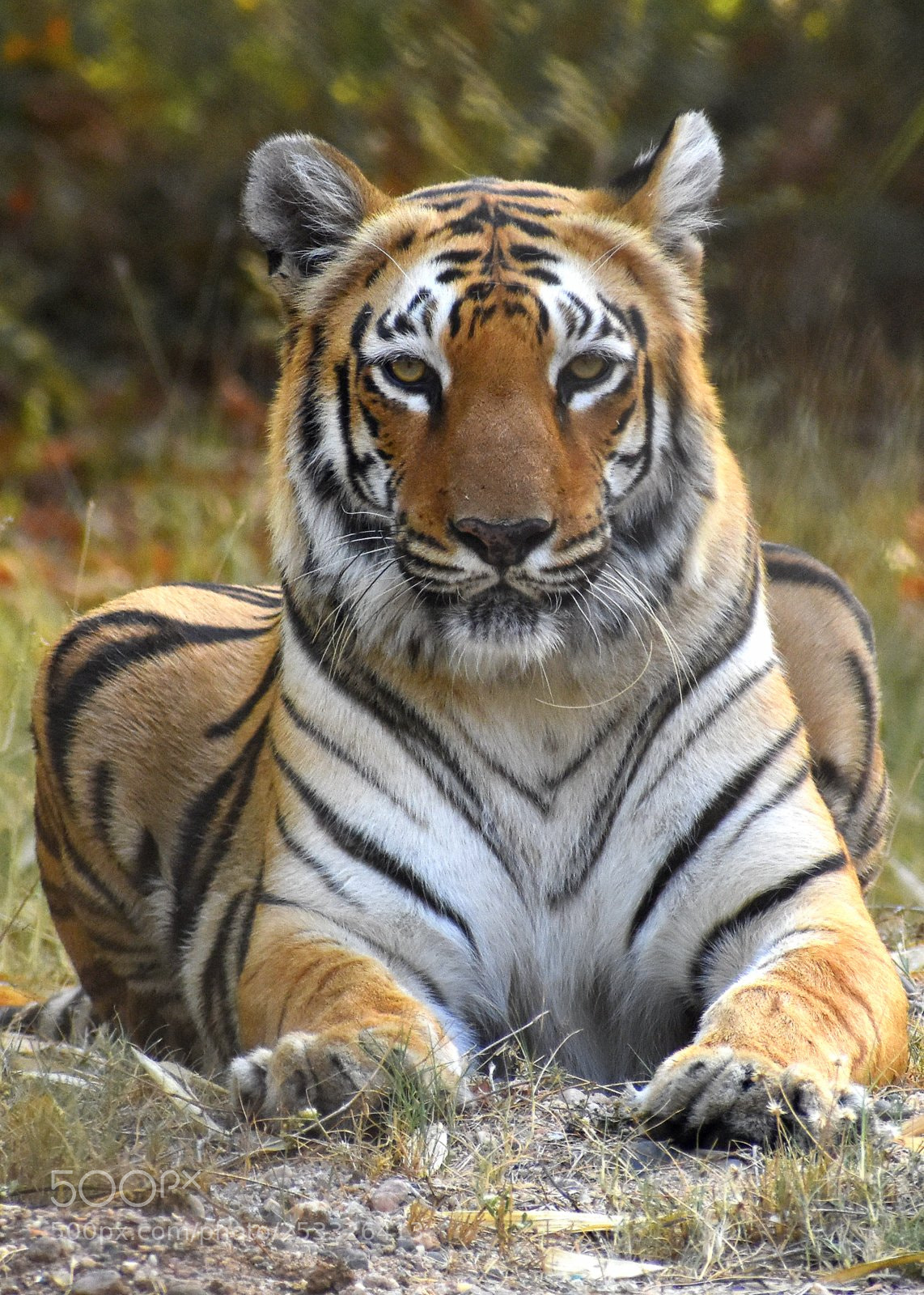 Nikon D7200 sample photo. Tiger photography