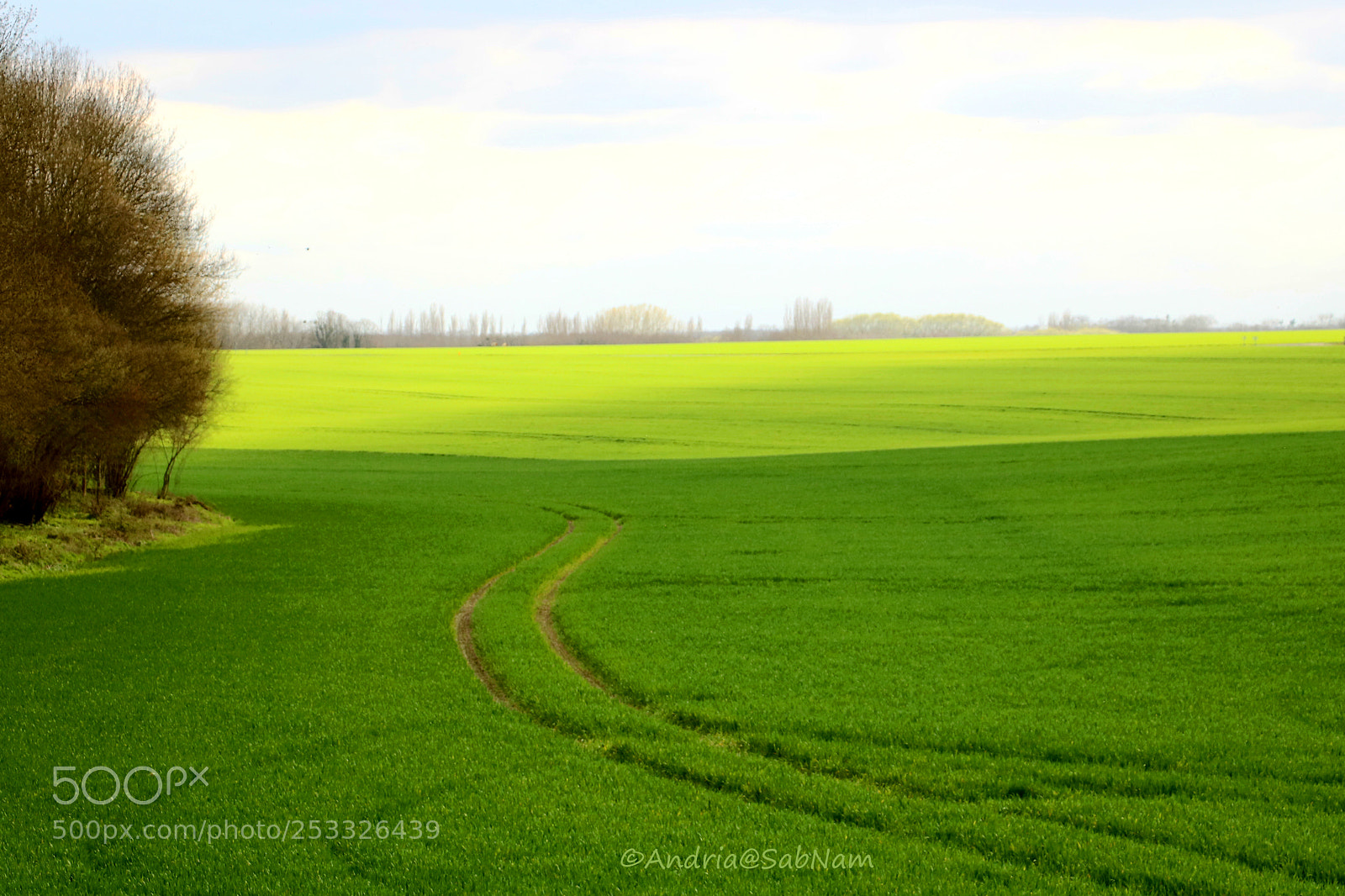 Canon EOS 750D (EOS Rebel T6i / EOS Kiss X8i) sample photo. The grass is greener photography