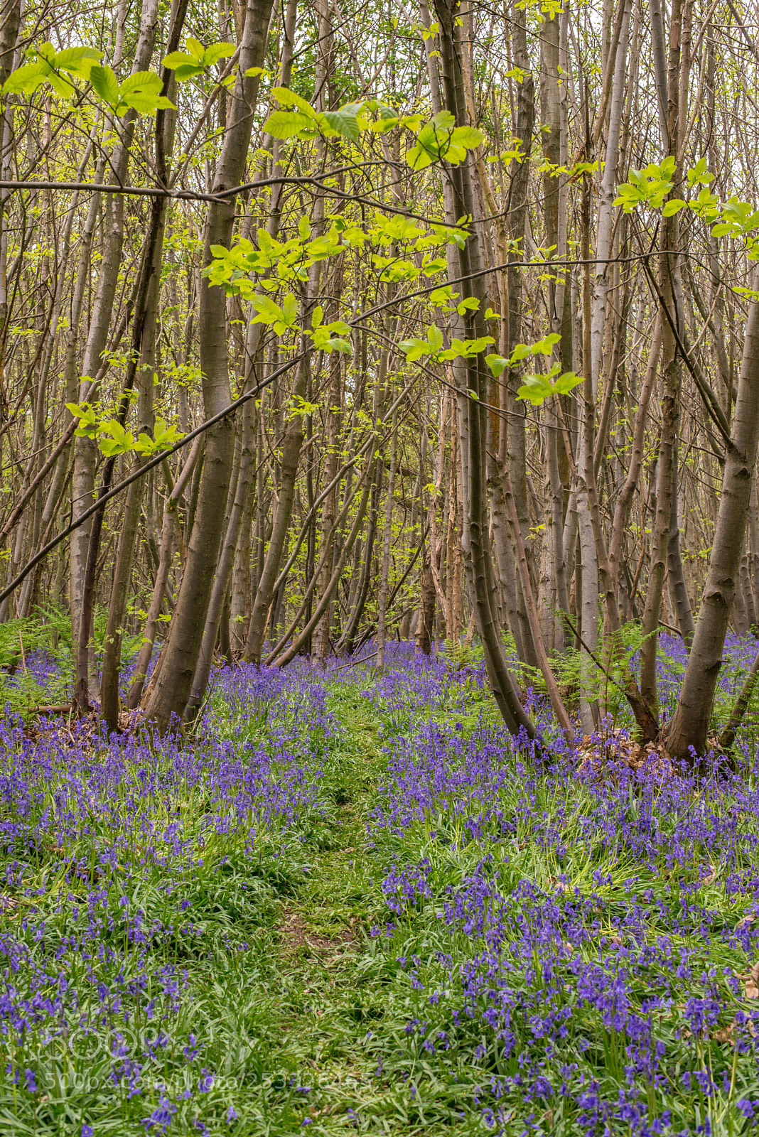 Nikon D610 sample photo. Springtime bluebells photography