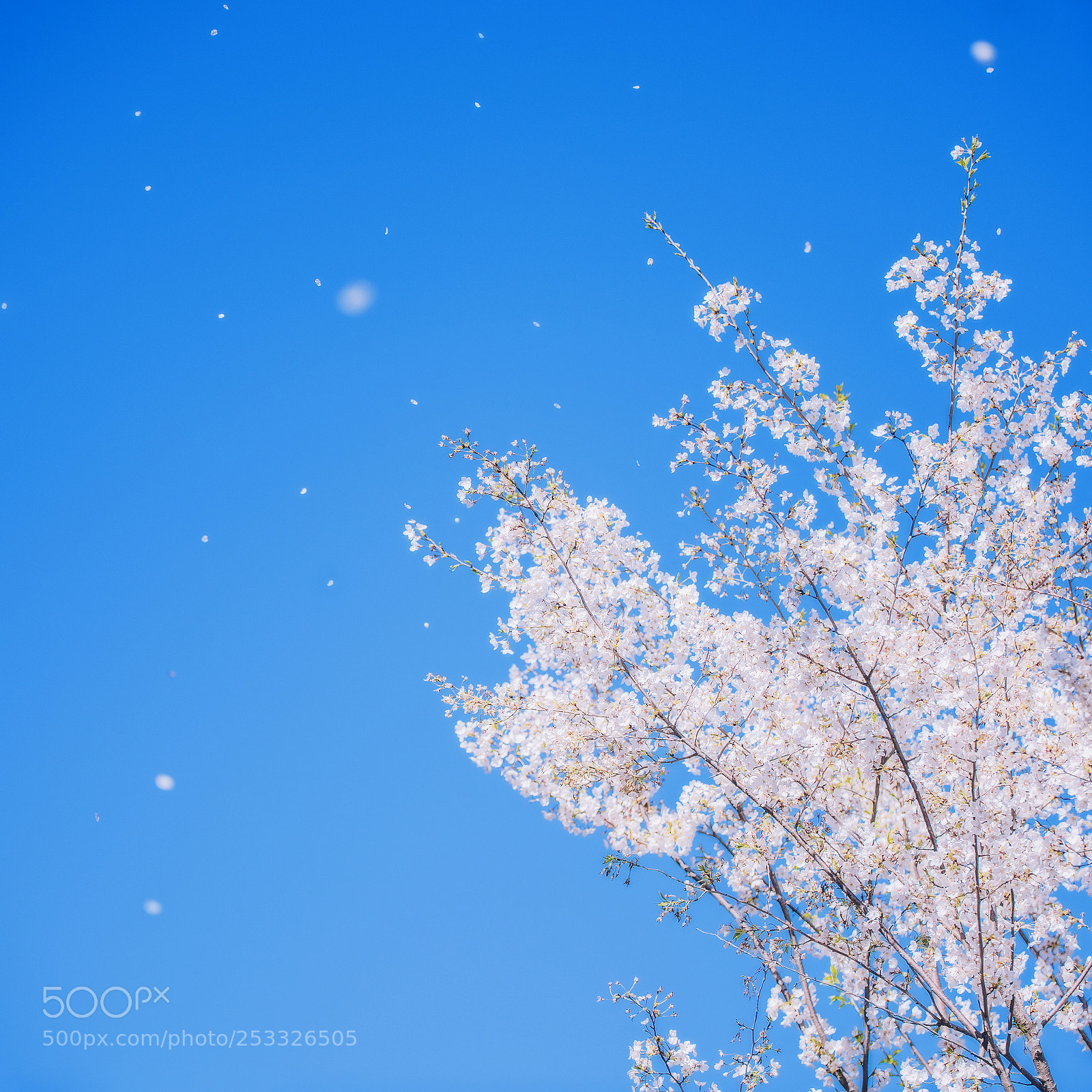 Nikon D810 sample photo. Cherry blossom photography