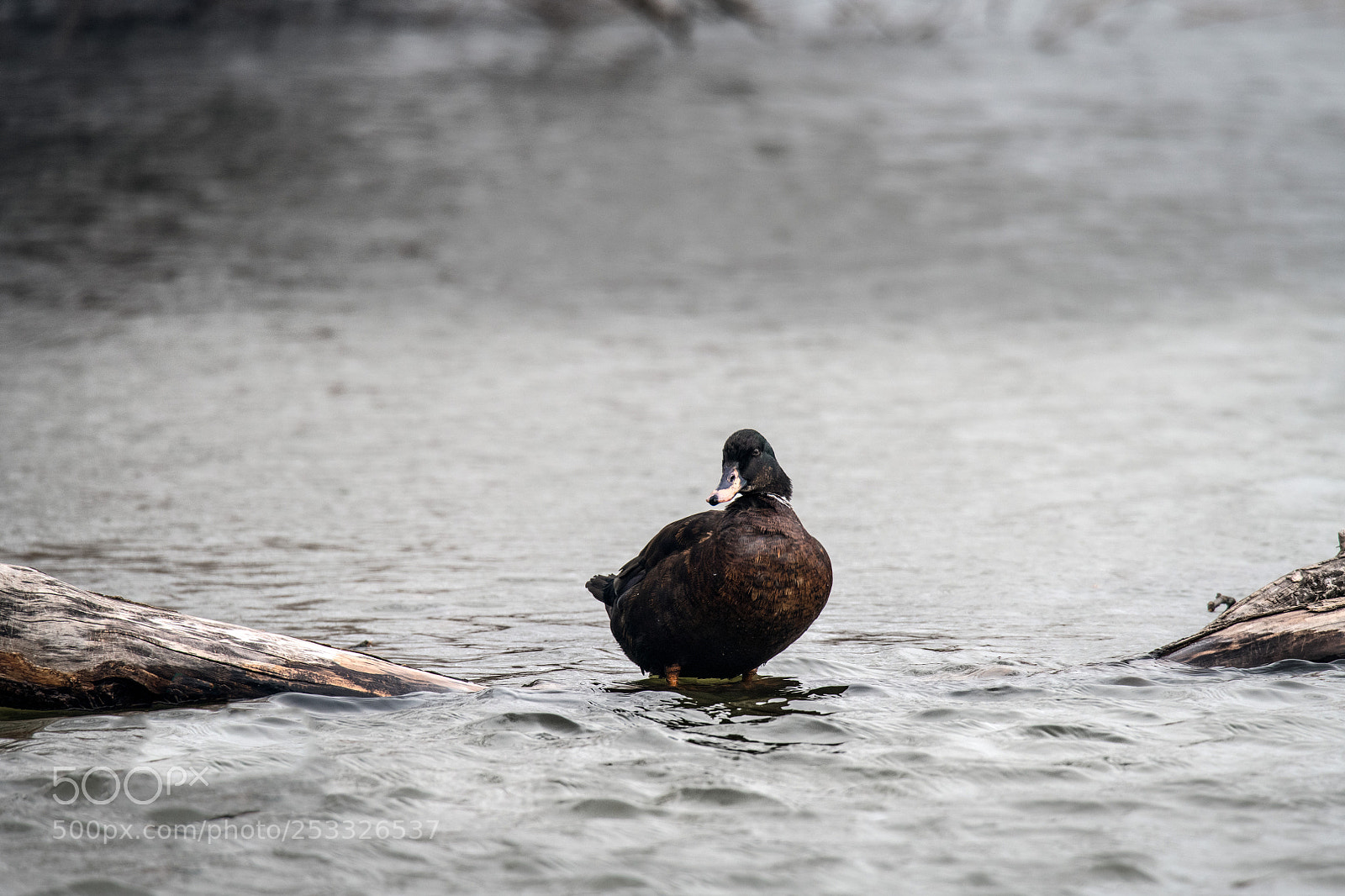 Nikon D850 sample photo. Just a duck photography