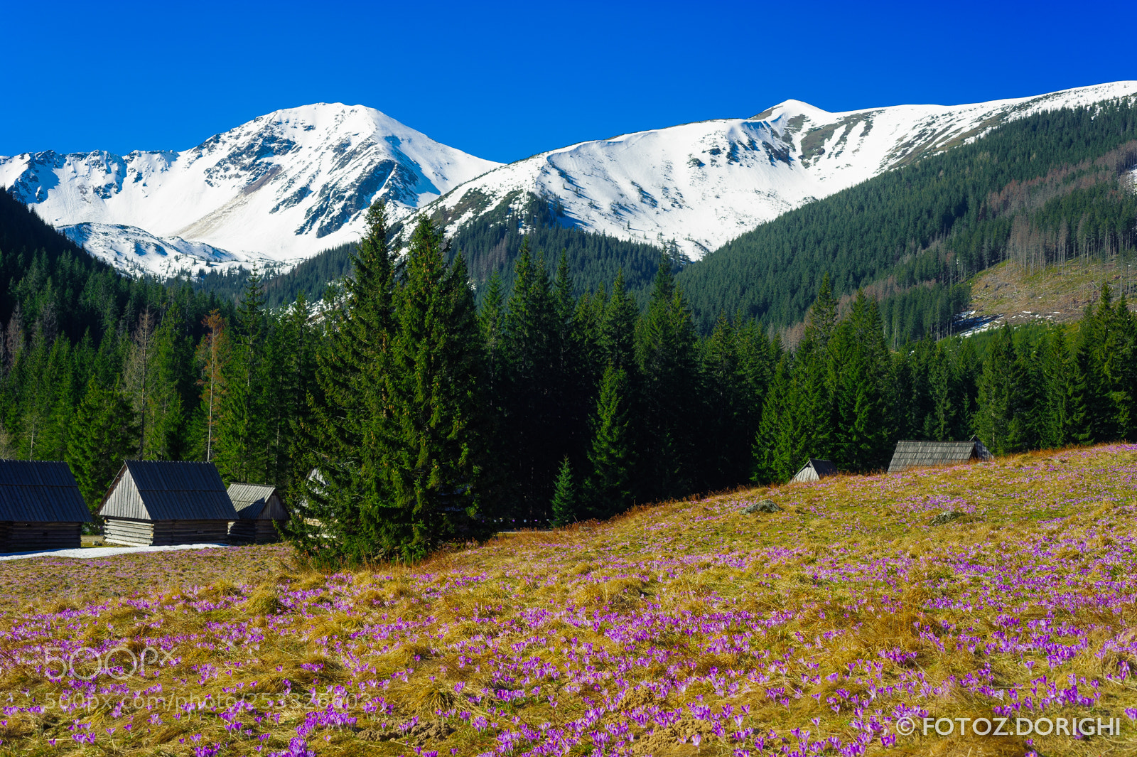 Nikon D700 sample photo. Crocuses in chocholowska valley photography