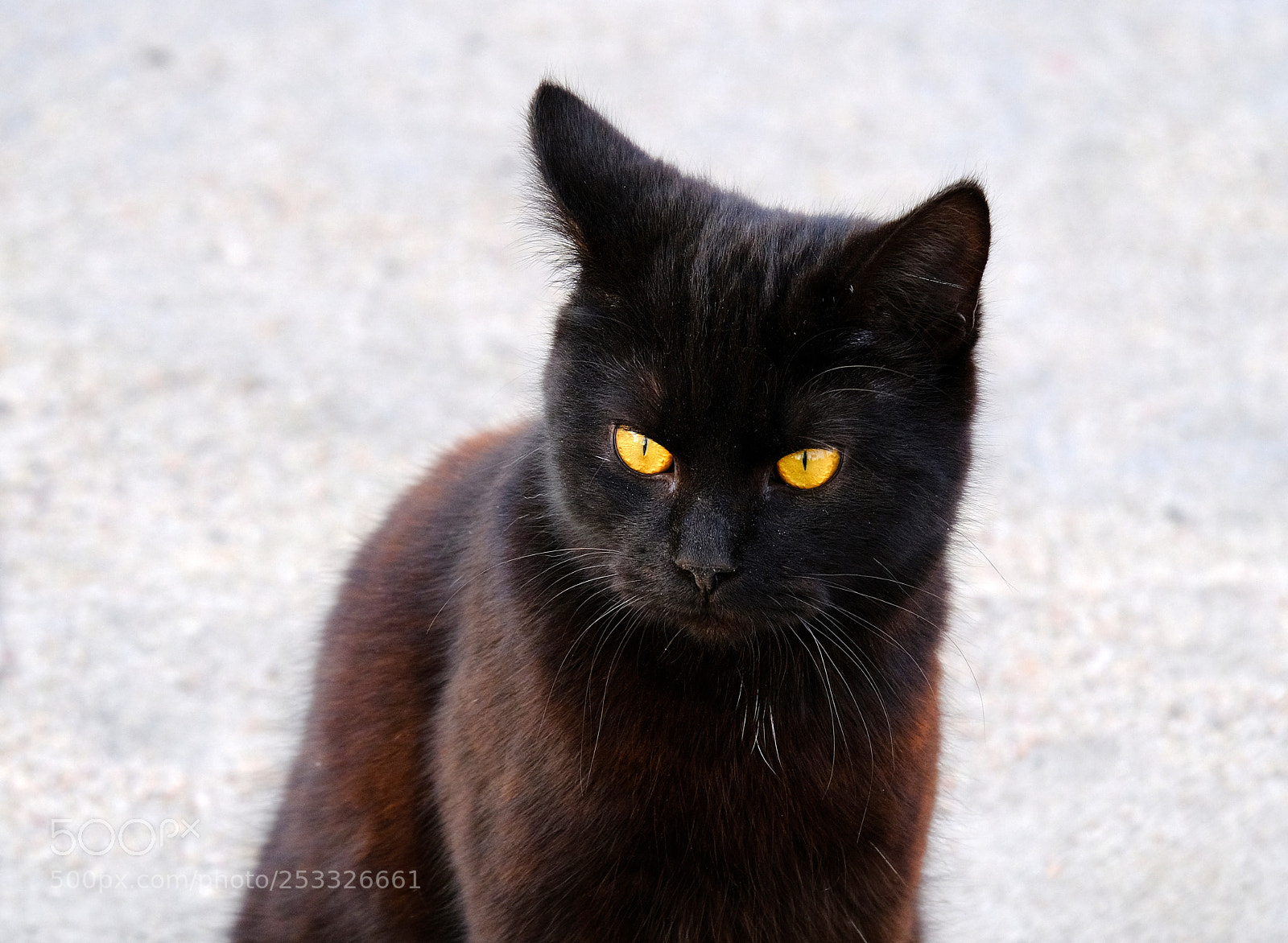 Fujifilm X-T20 sample photo. Cat with amber eyes photography