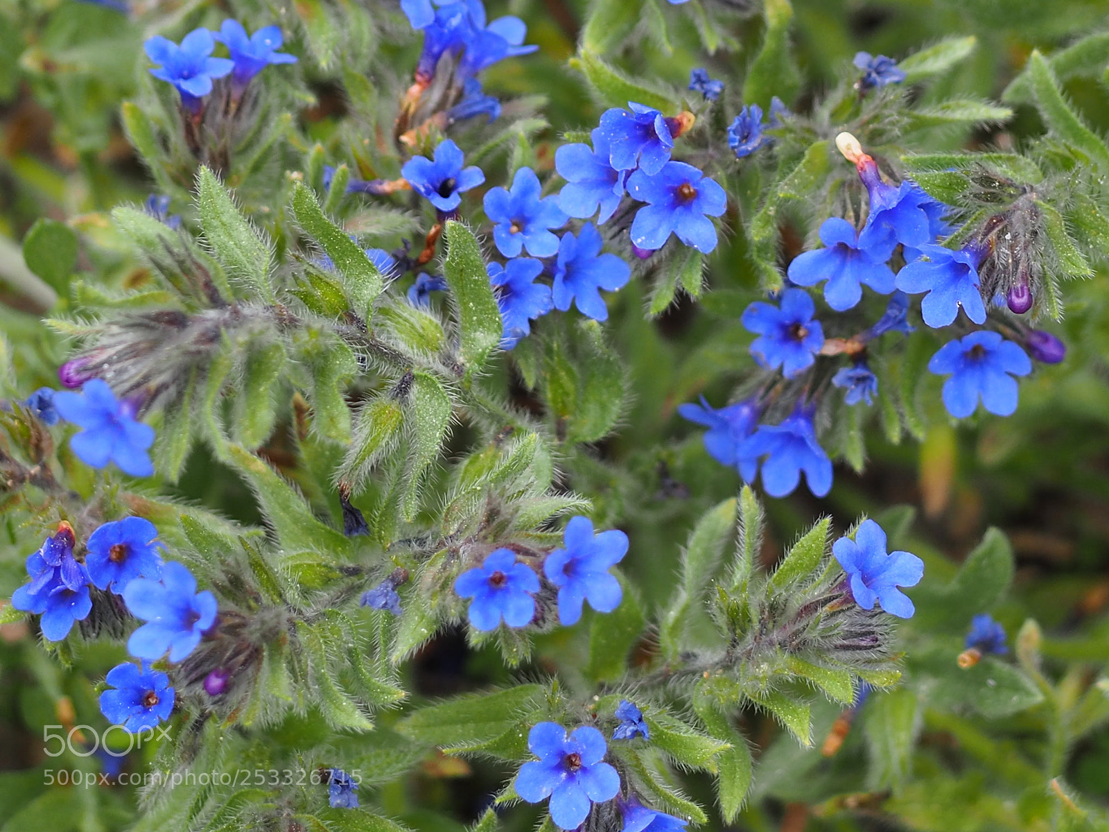 Olympus OM-D E-M10 II sample photo. Blue and green.... photography