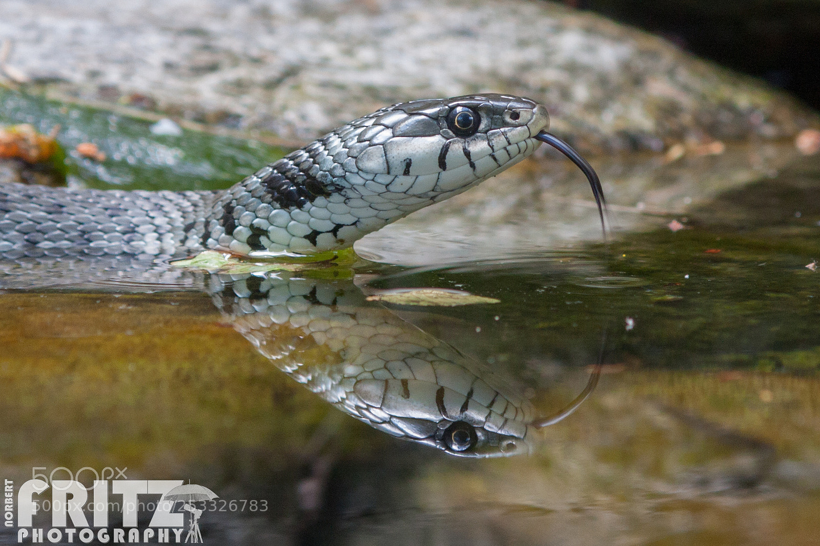 Canon EOS 40D sample photo. Ringelnatter im alpenzoo innsbruck photography