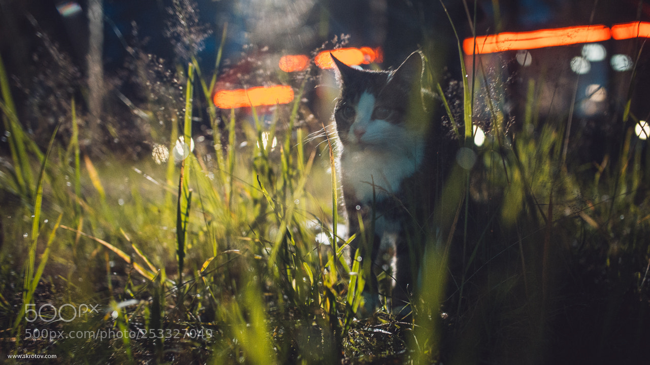 Nikon D800 sample photo. My firend's misha birthday photography