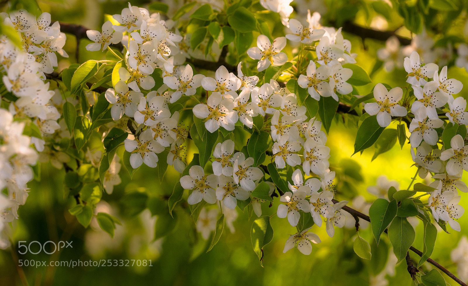 Nikon D610 sample photo. Flowering wild pears photography