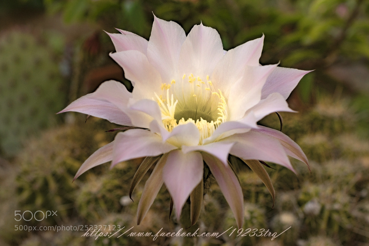 Nikon D7100 sample photo. Cactus bloom photography