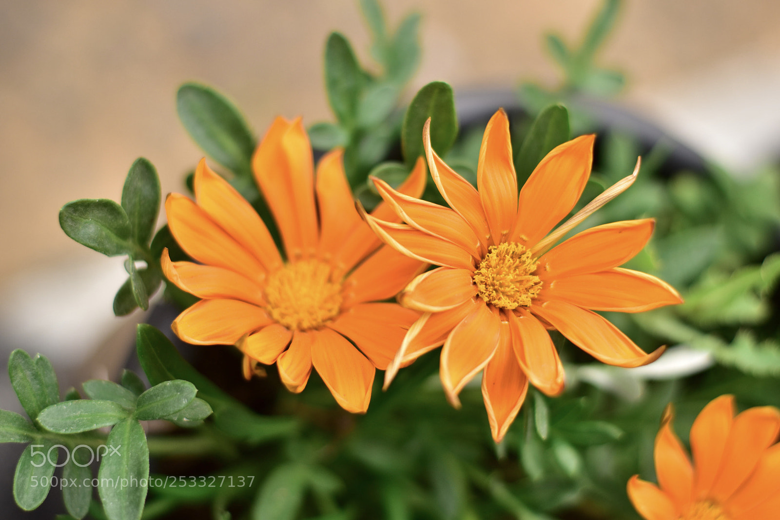 Nikon D5500 sample photo. Untitled photography