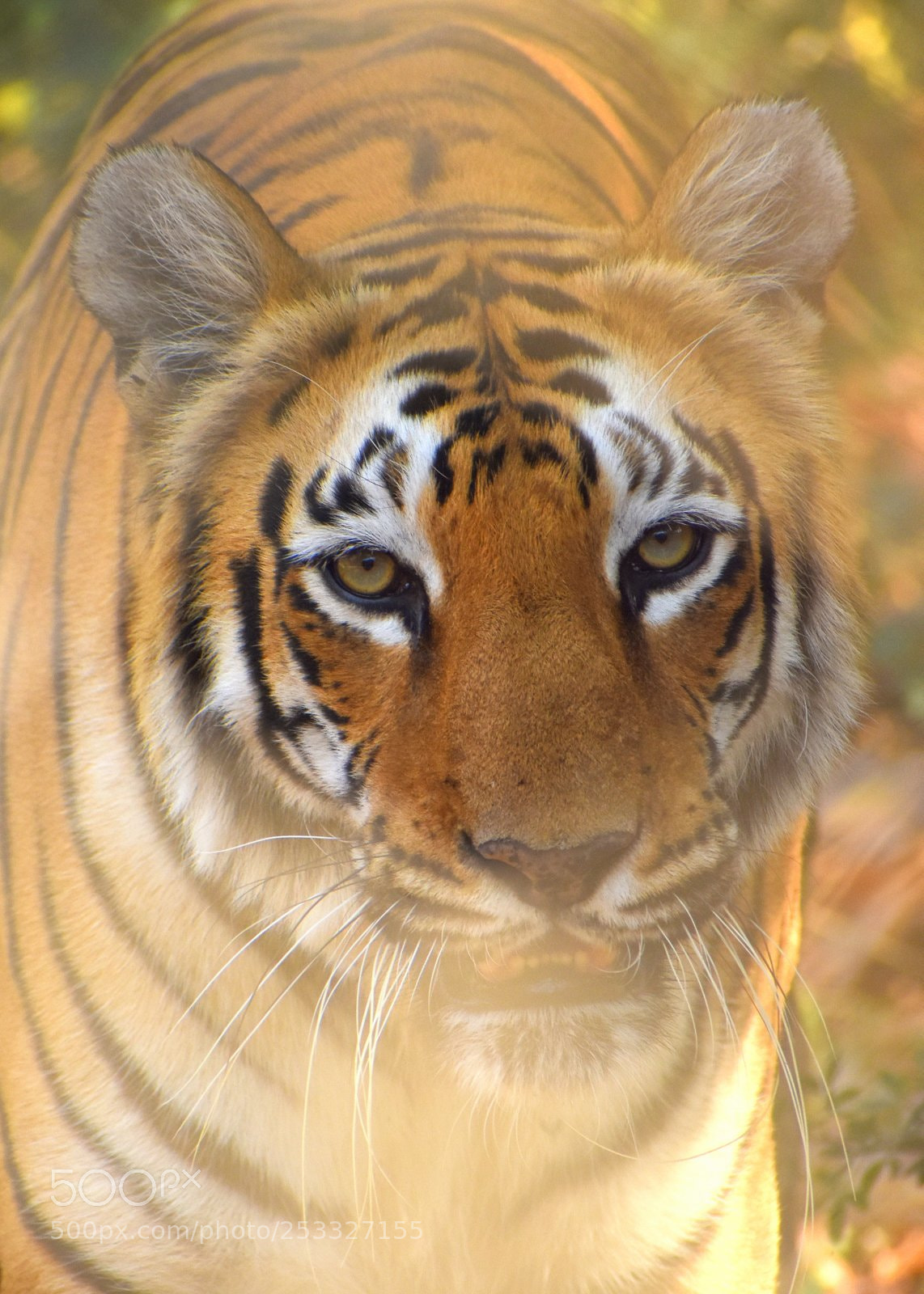 Nikon D7200 sample photo. Tiger photography