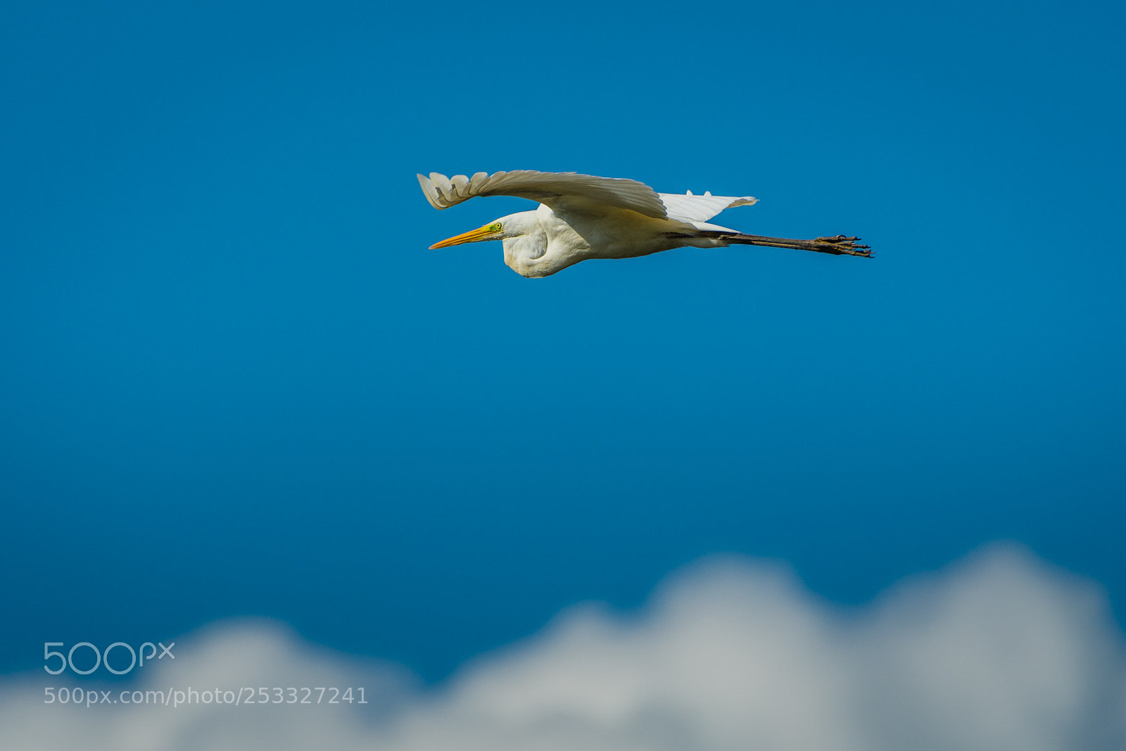 Nikon D500 sample photo. Grote zilverreiger (ardea alba) photography