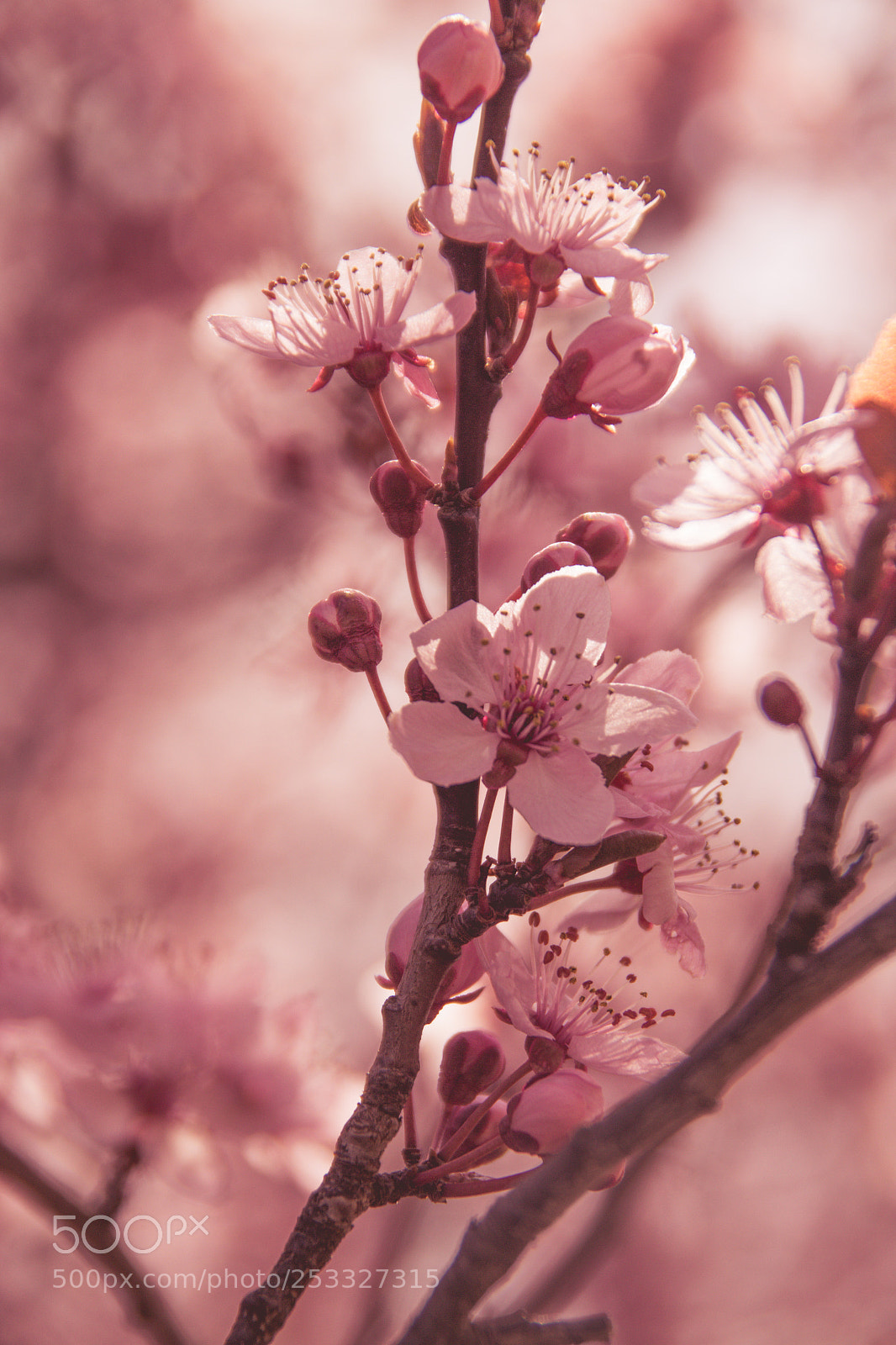 Canon EOS 650D (EOS Rebel T4i / EOS Kiss X6i) sample photo. Pink flowers photography