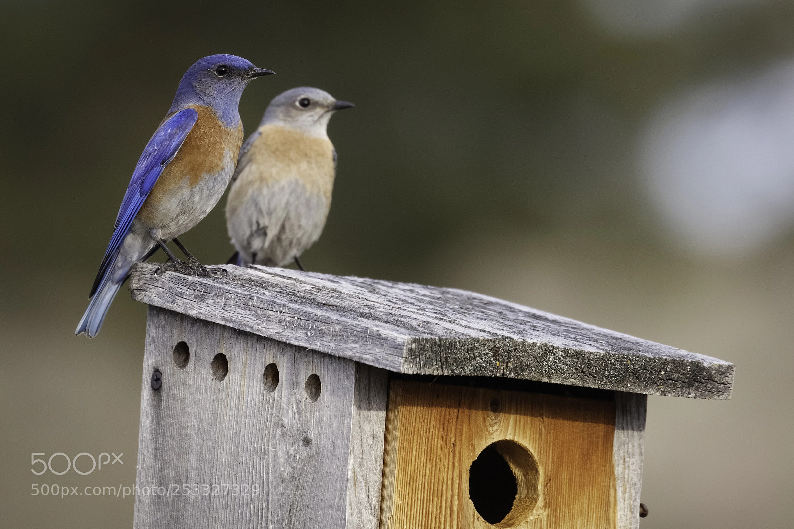 Canon EOS 5DS R sample photo. Home sweet home photography