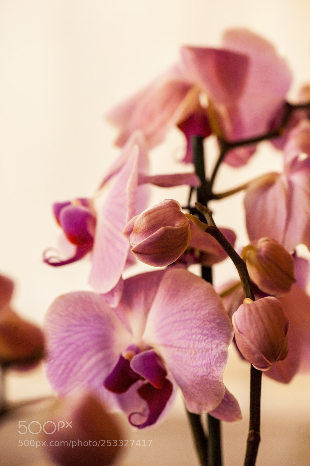 Nikon D700 sample photo. A pink orchid in photography