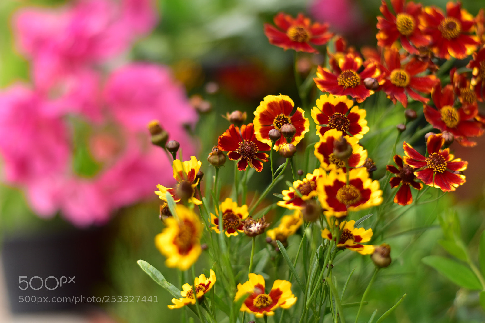 Nikon D5500 sample photo. Untitled photography