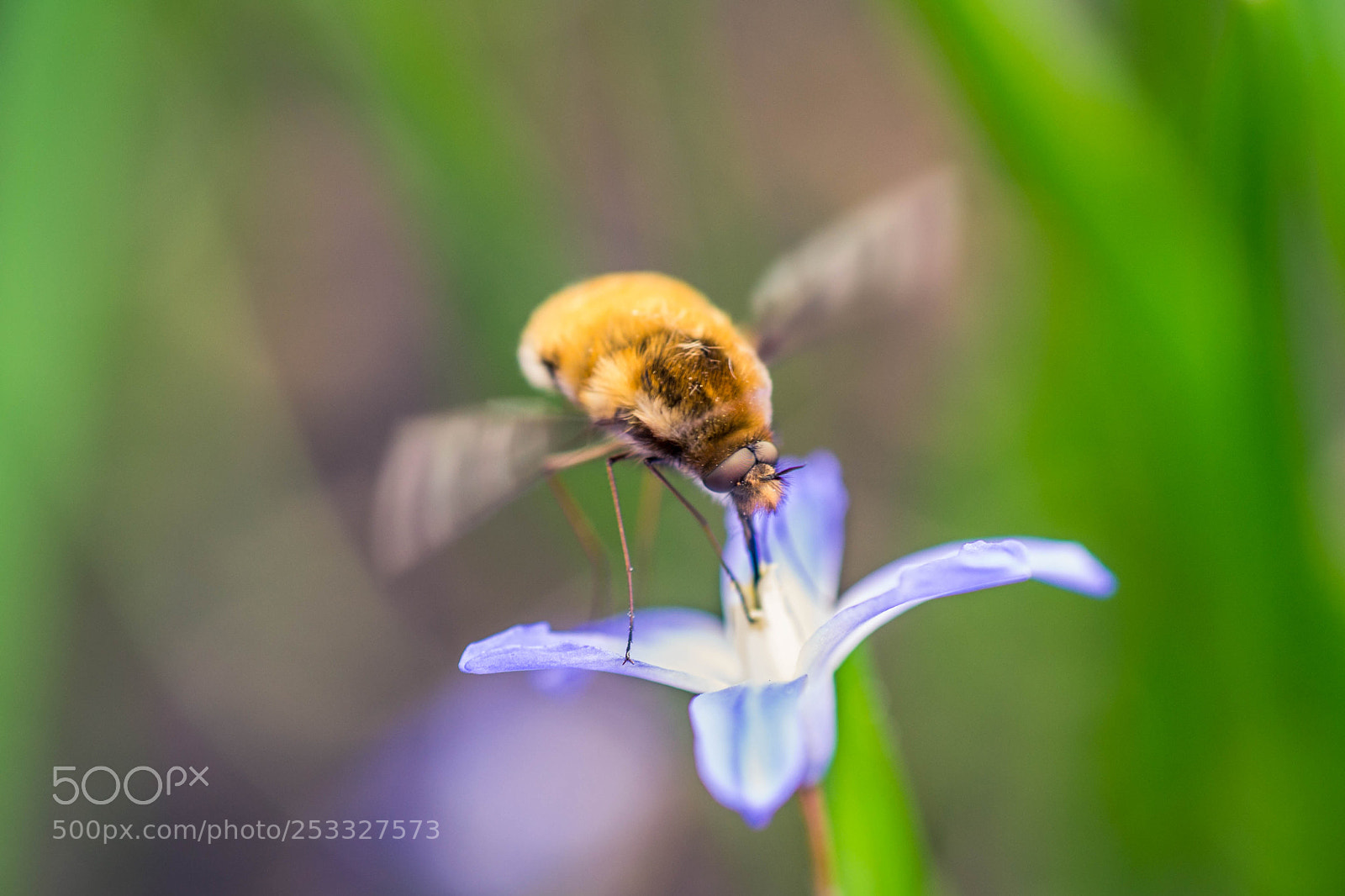 Nikon D3100 sample photo. Bee photography