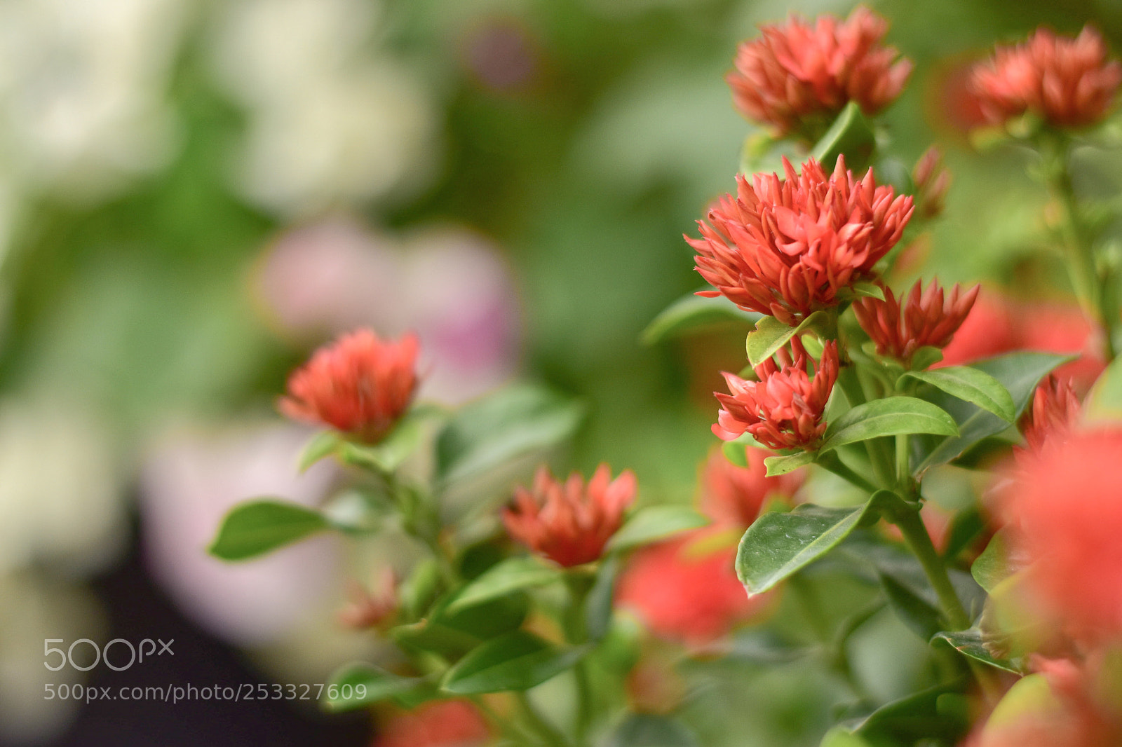 Nikon D5500 sample photo. Untitled photography
