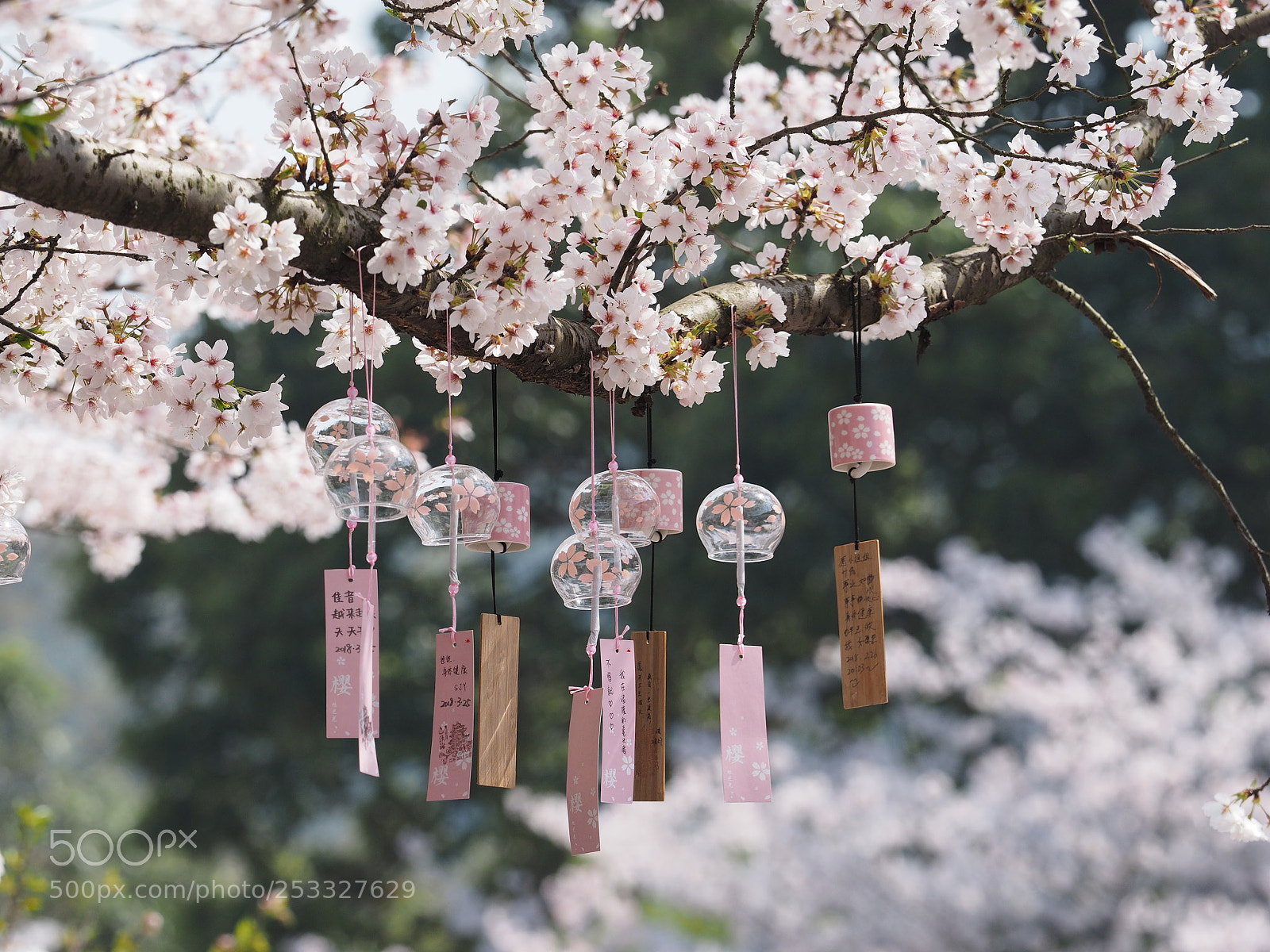 Olympus OM-D E-M1 sample photo. The beautiful cherry blossom photography