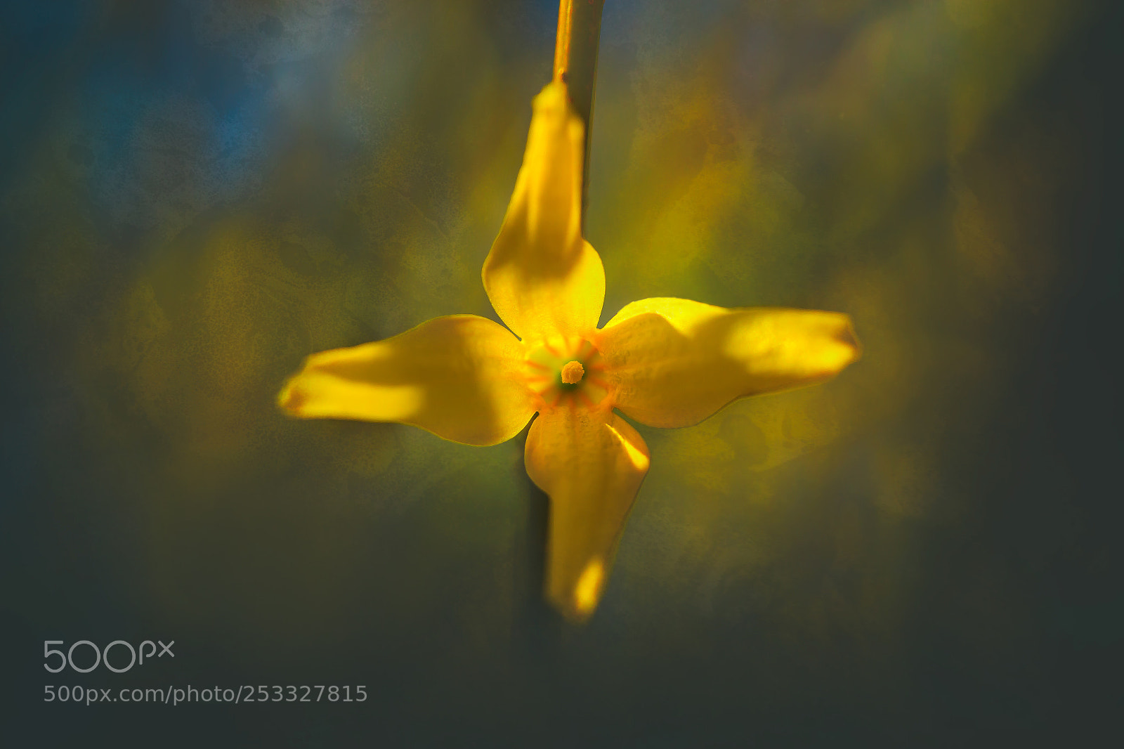 Canon EOS 70D sample photo. Forsythienblüte photography