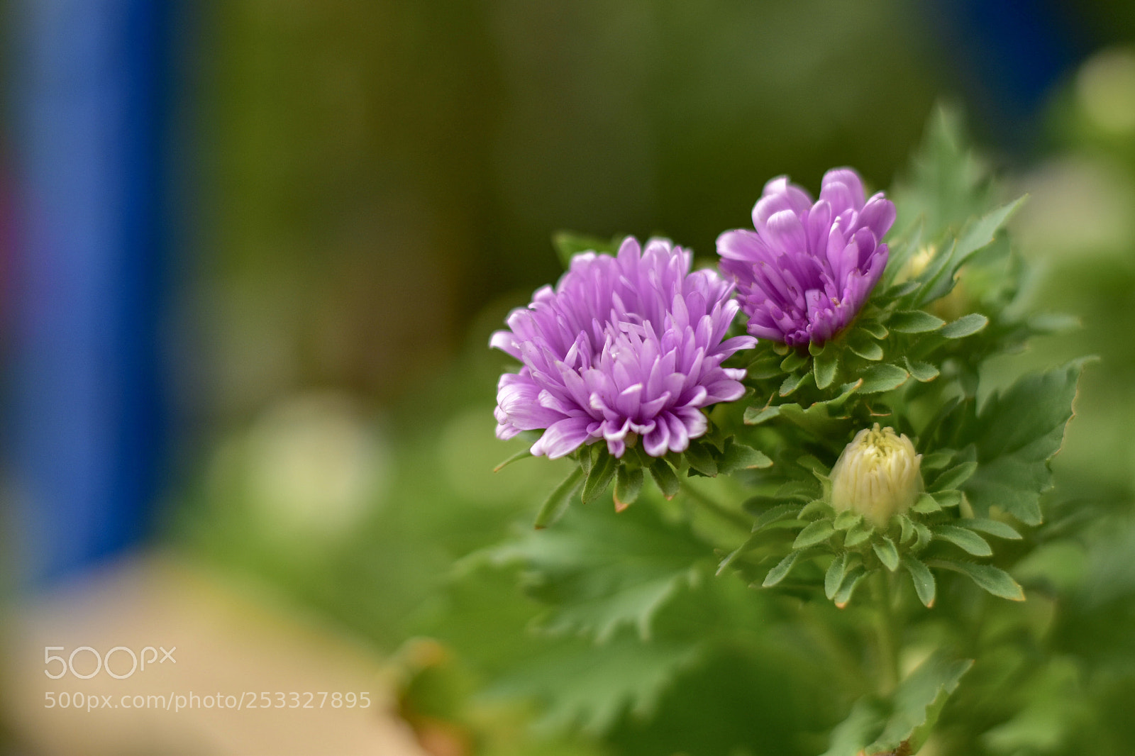Nikon D5500 sample photo. Untitled photography