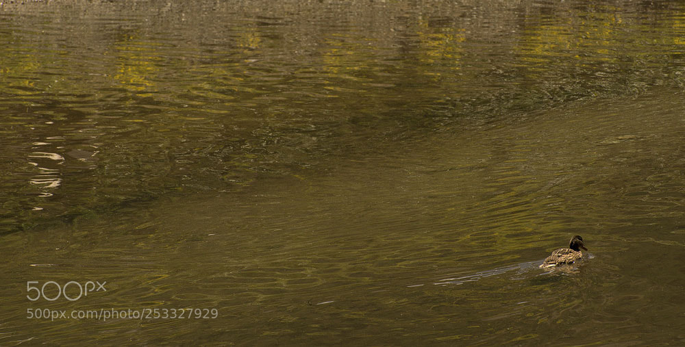 Sony a7 sample photo. Monet's pond photography