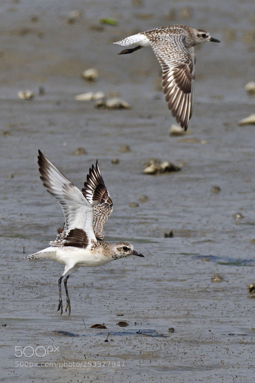 Nikon D500 sample photo. Grey plover photography