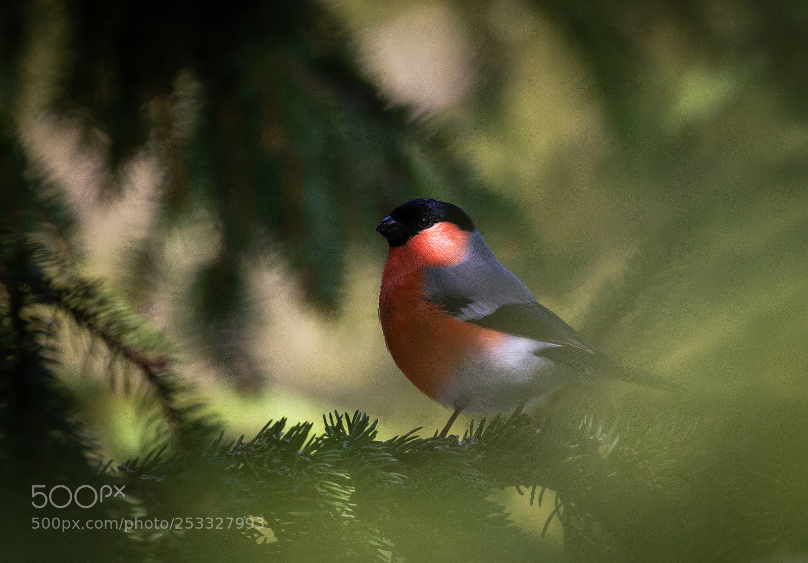 Canon EOS 7D sample photo. Bullfinch photography