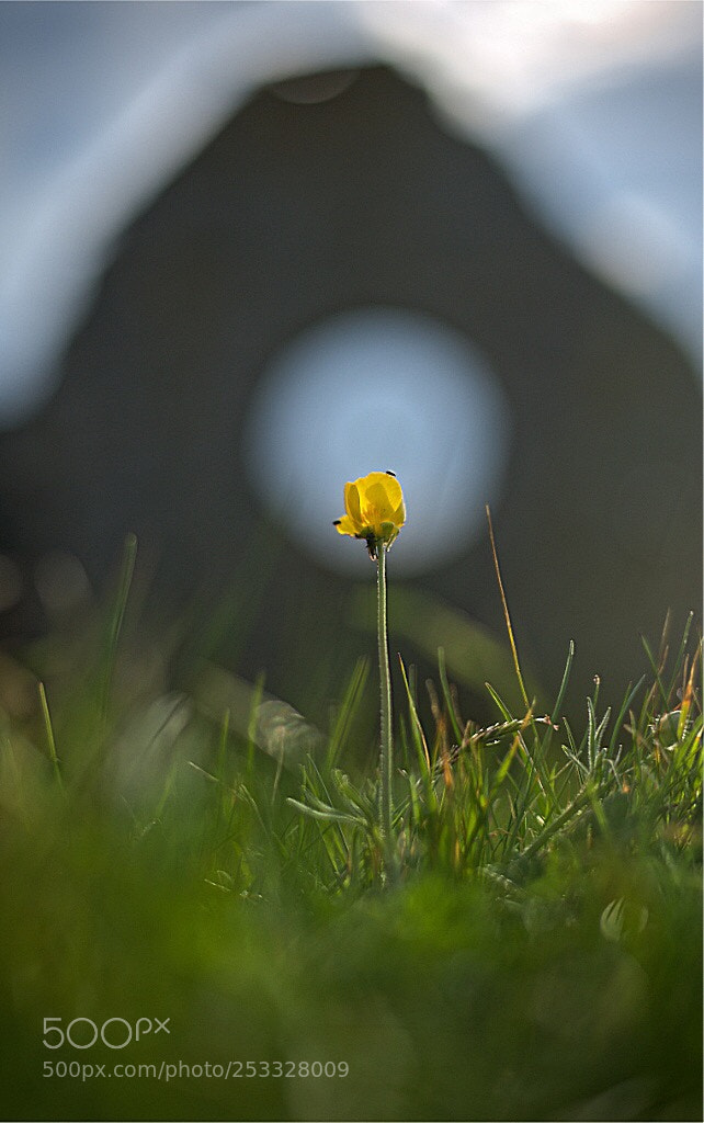 Nikon D610 sample photo. Bouton d’or photography