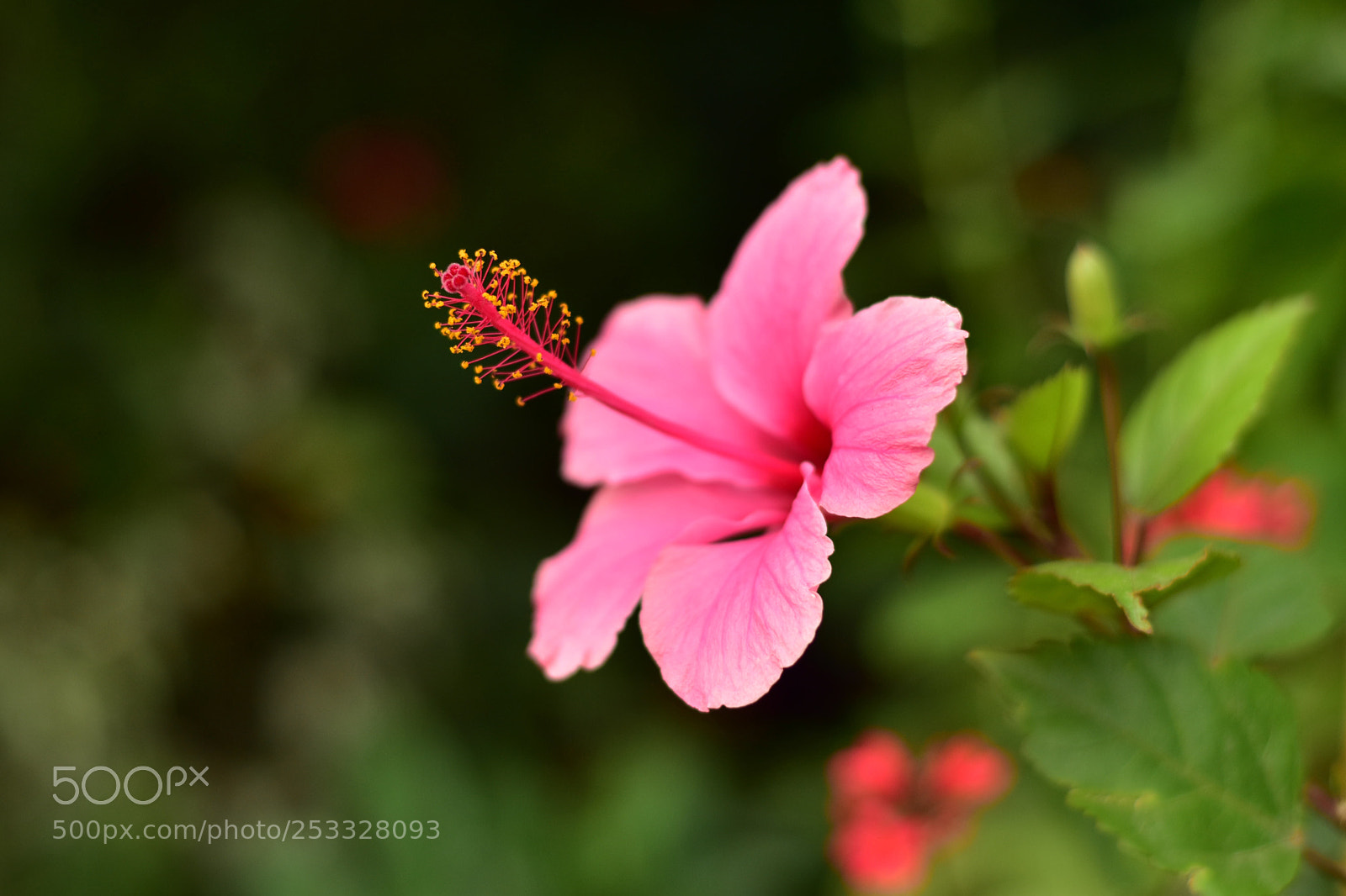 Nikon D5500 sample photo. Untitled photography