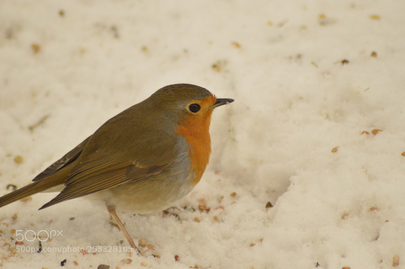 Nikon D3200 sample photo. Robin in the snow photography