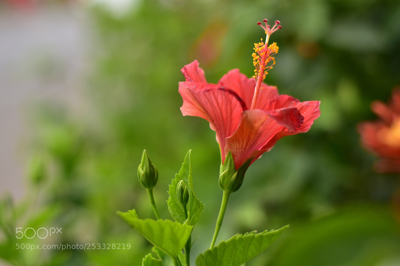 Nikon D5500 sample photo. Untitled photography