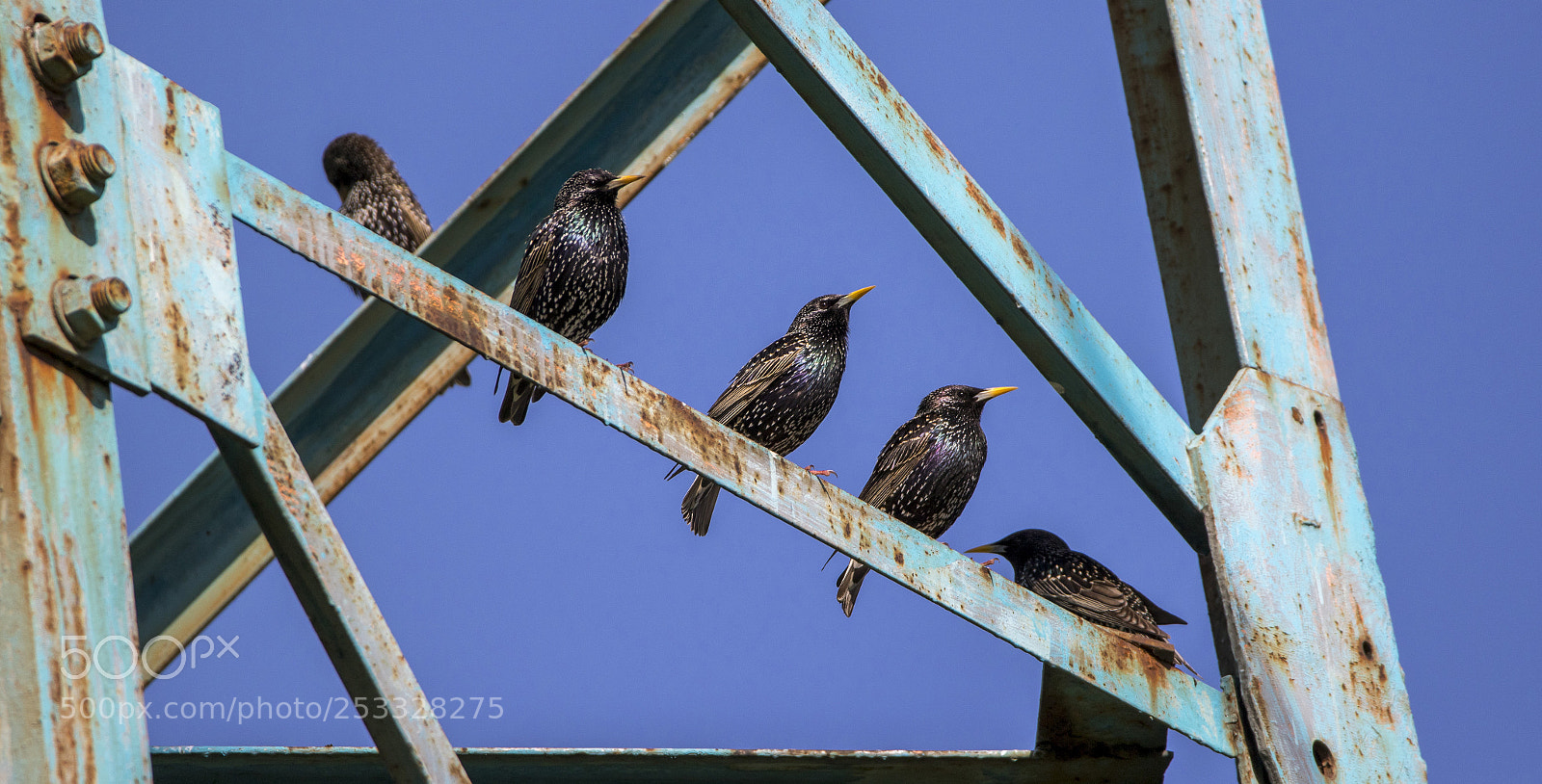 Canon EOS 7D Mark II sample photo. Birds photography