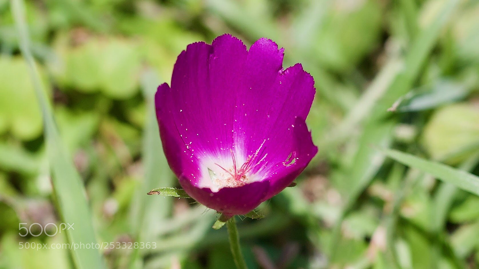 Canon EOS-1D X sample photo. Texas wild photography